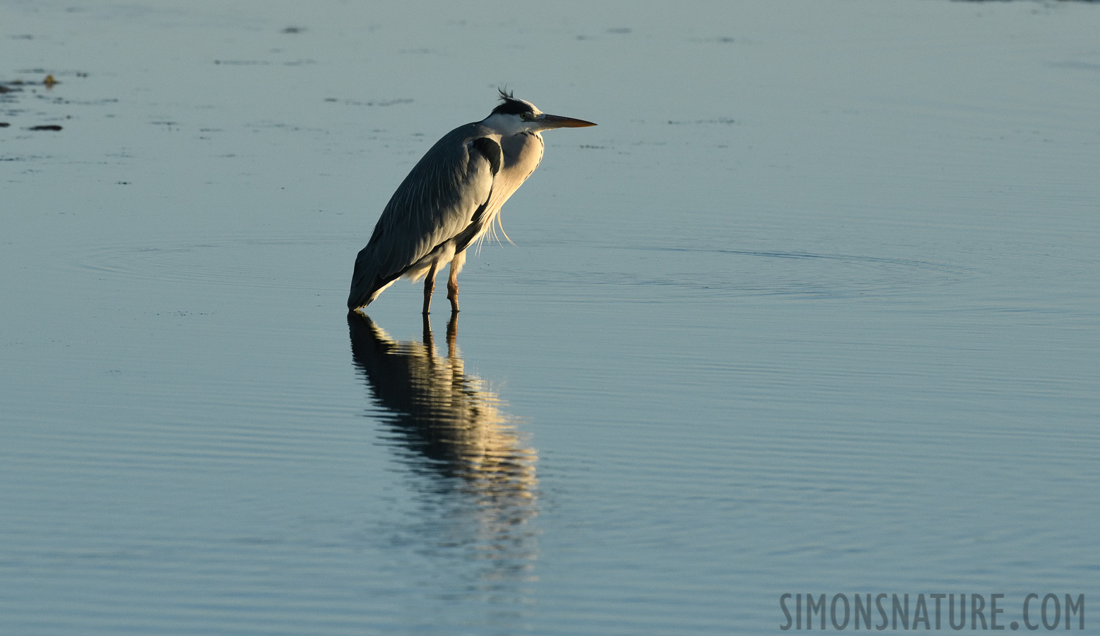 Ardea cinerea cinerea [400 mm, 1/2000 sec at f / 9.0, ISO 1600]